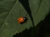Cryptocephalus sexmaculatus